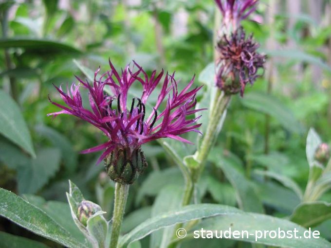 Centaurea montana 'Rote Socke' - Bergflockenblume