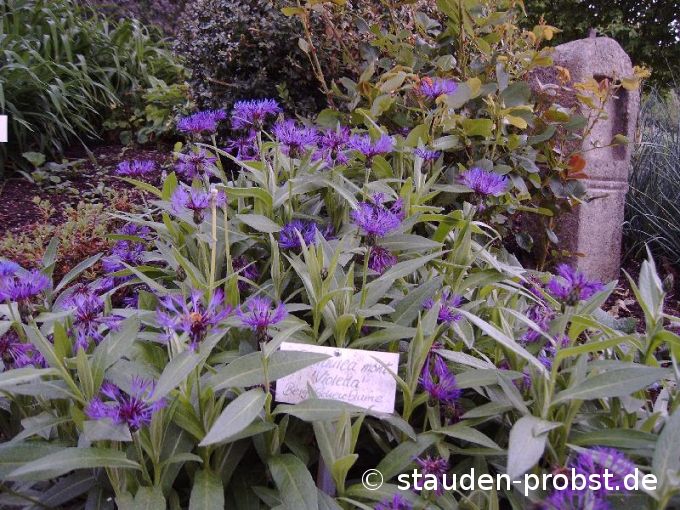 Centaurea montana 'Violetta' - Bergflockenblume