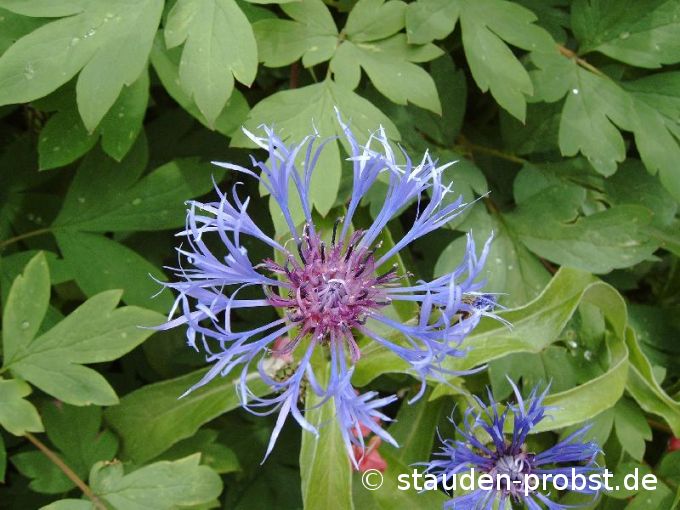 Centaurea montana 'Grandiflora' - Bergflockenblume
