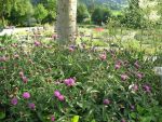 centaurea-nigra-2