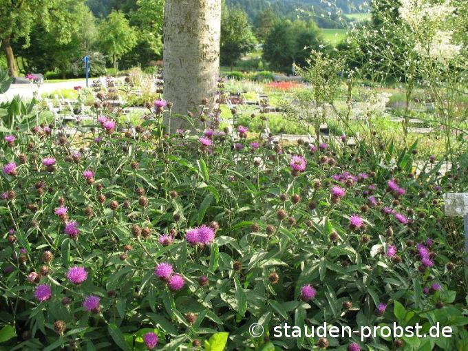 Centaurea nigra - Schwarze Flockenblume