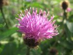 centaurea-nigra
