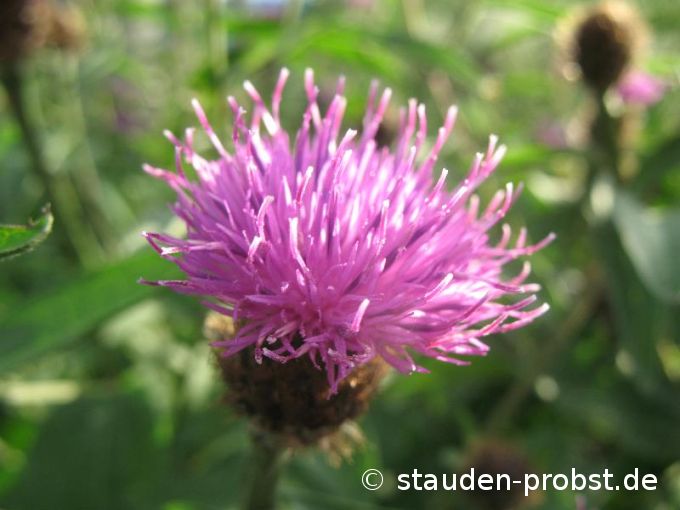 Centaurea nigra - Schwarze Flockenblume