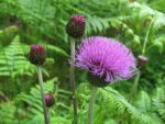 centaurea-rhapontica