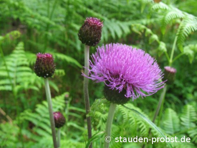 Centaurea rhapontica - Alpen Bergscharte