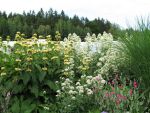 centranthus-ruber-albus-2