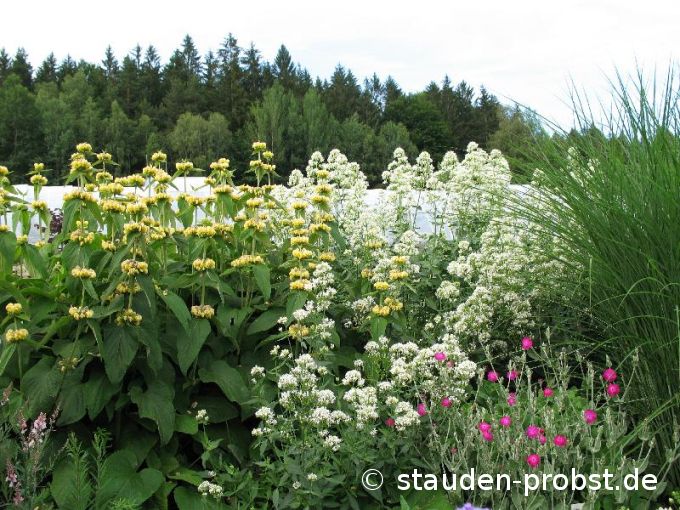 Centranthus ruber 'Albus' - Spornblume