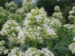 centranthus-ruber-albus