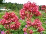 centranthus-ruber-coccineus-2