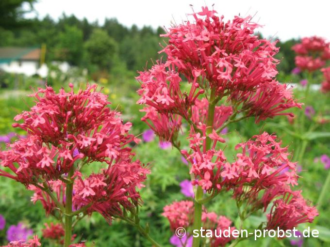 Centranthus ruber 'Coccineus' - Spornblume