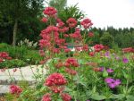centranthus-ruber-coccineus-3