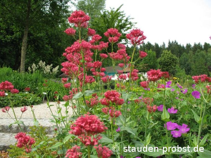 Centranthus ruber 'Coccineus' - Spornblume