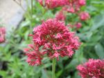 centranthus-ruber-coccineus