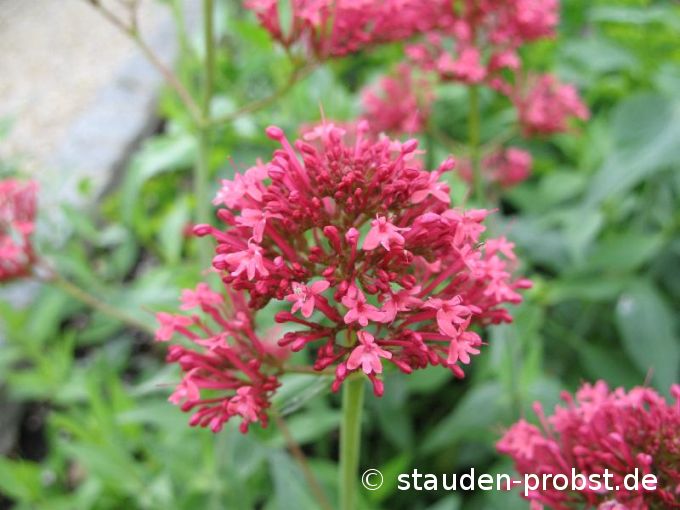 Centranthus ruber 'Coccineus' - Spornblume