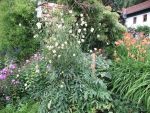 cephalaria-gigantea-4