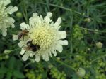 cephalaria-gigantea