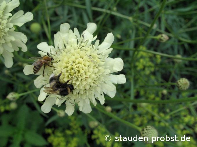 Cephalaria gigantea - Kaukasus Schuppenkopf