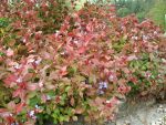 ceratostigma-plumbaginoides-2