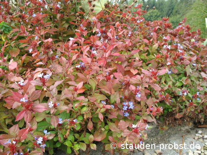 Ceratostigma plumbaginoides - Chinesische Bleiwurz