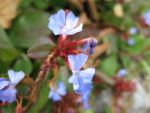 ceratostigma-plumbaginoides