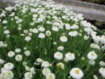 chamaemelum-nobile-ligulosum-2