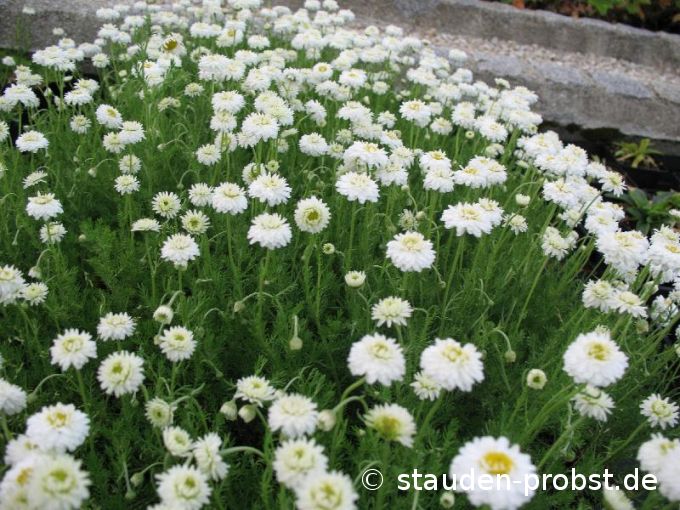 Chamaemelum nobile 'Ligulosum' - Römische Kamille