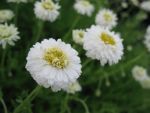 chamaemelum-nobile-ligulosum