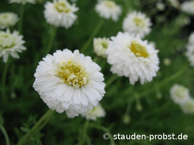 Chamaemelum nobile 'Ligulosum' - Römische Kamille