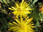 chasmatophyllum-musculinum