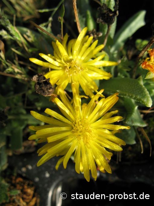 Chasmatophyllum musculinum - Mittagsblume