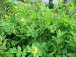 chelidonium-majus-2
