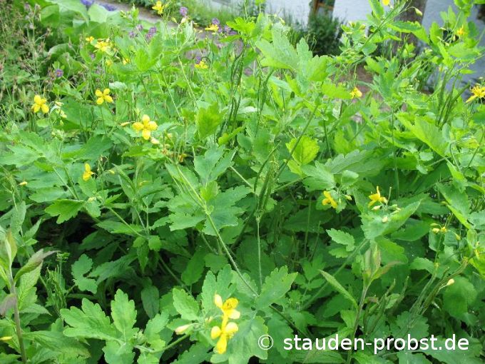 Chelidonium majus - Schöllkraut
