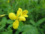 chelidonium-majus