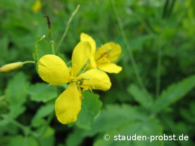 Chelidonium majus - Schöllkraut