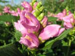 chelone-obliqua-4