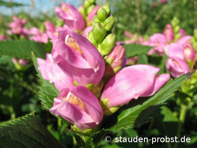 Chelone obliqua - Schildblume, Schlangenkopf