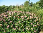 chelone-obliqua-5