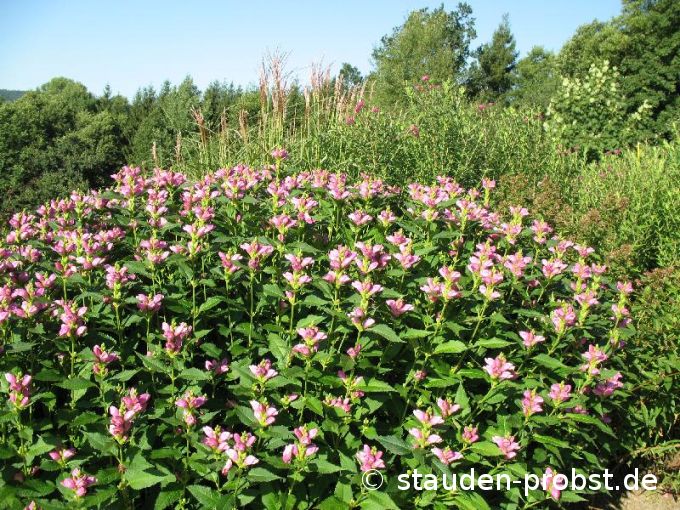 Chelone obliqua - Schildblume, Schlangenkopf