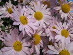 chrysanthemum-arcticum-roseum-2