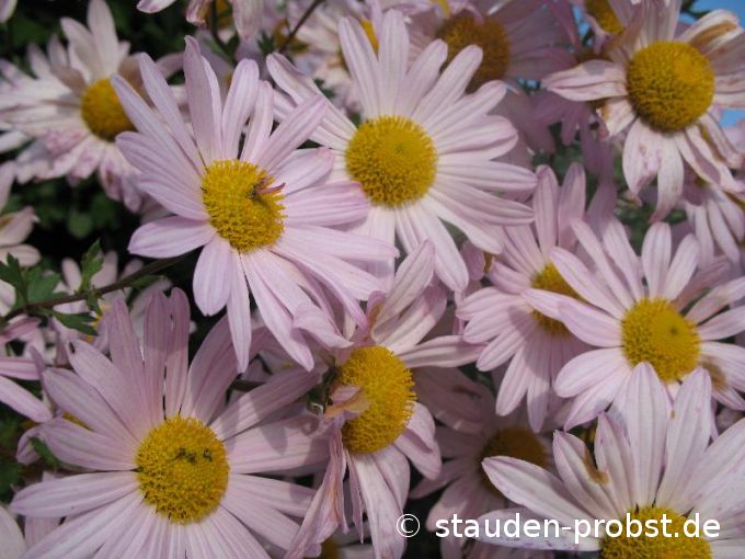 Chrysanthemum arcticum 'Roseum' - Grönlandmargerite