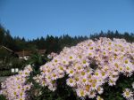 chrysanthemum-arcticum-roseum
