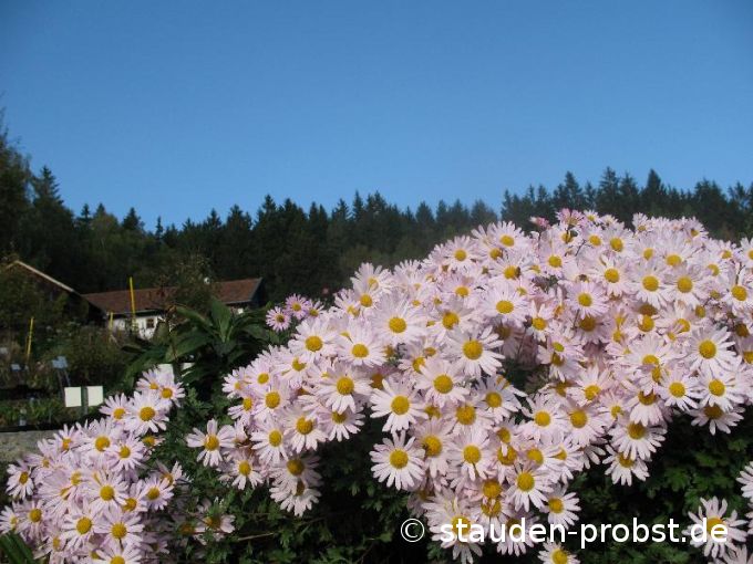 Chrysanthemum arcticum 'Roseum' - Grönlandmargerite