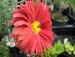 chrysanthemum-rubellum-duke-of-edinburg-2