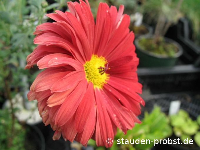 Chrysanthemum rubellum 'Duke of Edinburg' - Winteraster, Gartenchrysantheme