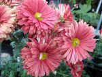 chrysanthemum-rubellum-duke-of-edinburg