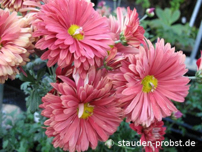 Chrysanthemum rubellum 'Duke of Edinburg' - Winteraster, Gartenchrysantheme