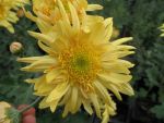 chrysanthemum-indicum-edelgard