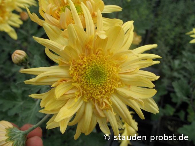 Chrysanthemum indicum 'Edelgard' - Winteraster