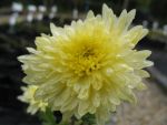 chrysanthemum-indicum-erntekranz