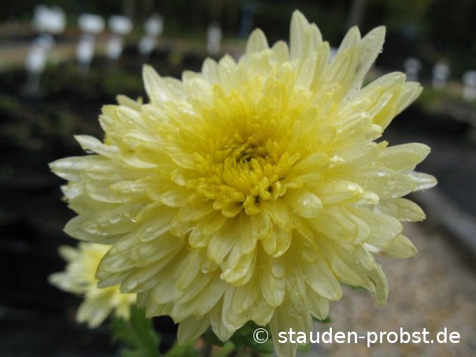 Chrysanthemum indicum 'Erntekranz' - Gartenchrysantheme